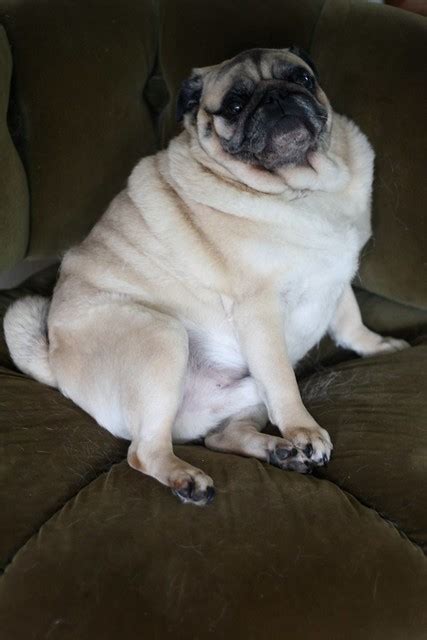 Pictures Of Fat Pugs Suck Dick Videos