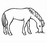 Horse Eating Coloring Coloringcrew Gif sketch template