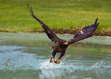 Eagle Hunting Photograph By Dean Bertoncelj