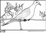 Dove Coloring Pigeon Pages Clipart Library Falcon Books sketch template