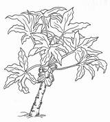 Papaya Pohon Sketsa Pepaya Batang Daun Sindunesia Mudah sketch template