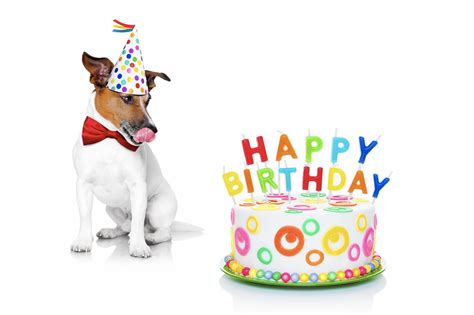 dog party planning throwing  birthday bash  fido   furry