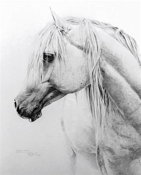 arabian stallion pencil arabian horse art horse art horse head