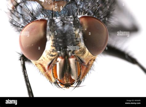 extreme close    face   fly stock photo  alamy