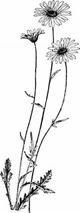 Margeriten Rib Daisies Oxeye Chrysanthemum Leucanthemum Coneflower Tat Sanskrit Placement Cage Supercoloring Kategorien Henna Designlooter Pens Thigh sketch template