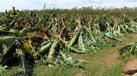 vandals arrested  ravaging banana farm