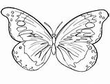 Butterflies Insects sketch template