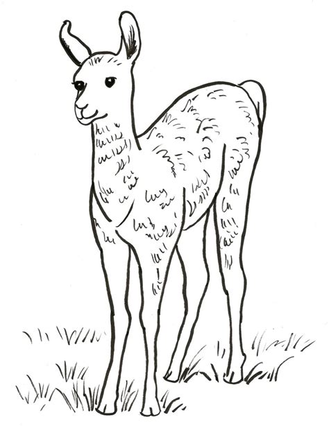 llama coloring page art starts