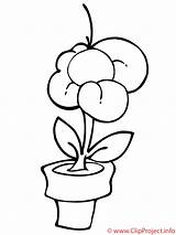 Manzanilla Blume Malvorlage Colorear Elige sketch template