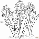 Hyacinth Coloring Pages Flower Printable Hyacinthus Orientalis Common Garden Supercoloring sketch template
