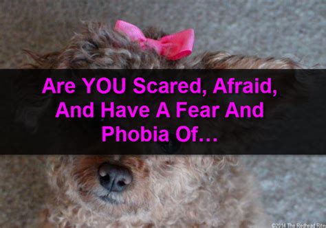 are you scared afraid and have a fear and phobia of…