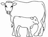 Cow Calf Coloring Pages Drawing Cows Kids Outline Printable Fat Color Farm Bull Getdrawings Sketch Getcolorings Drawings Calves Print Paintingvalley sketch template