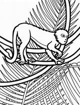 Coloring Aye Getcolorings Rainforest Lemur sketch template