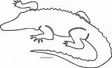Outline Alligator Crocodile Coloring Wecoloringpage Pages Animal sketch template