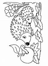 Colorare Disegni Ricci Pianetabambini Riccio Printable Animali Adulti Hedgehog Hedgehogs Scegli sketch template