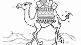 Camel Coloring Pages Kids Getdrawings sketch template