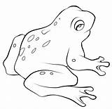 Frog Frogs Mewarnai Katak Cycle Templates Sapos Dart Ranas Pond Bonikids Toad Squarepants Hewan Baru Froglet Tadpole Binatang Chachipedia sketch template