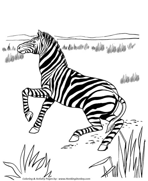 wild animal coloring pages lonely zebra coloring page  kids