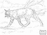 Lynx Coloring Laying Kitten Pages Drawing Printable Getdrawings Cute Getcolorings sketch template