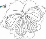 Monarch Coloring99 Adults Morpho Motyl Kolorowanka Mewarnai Binatang Mariposa Learningprintable sketch template