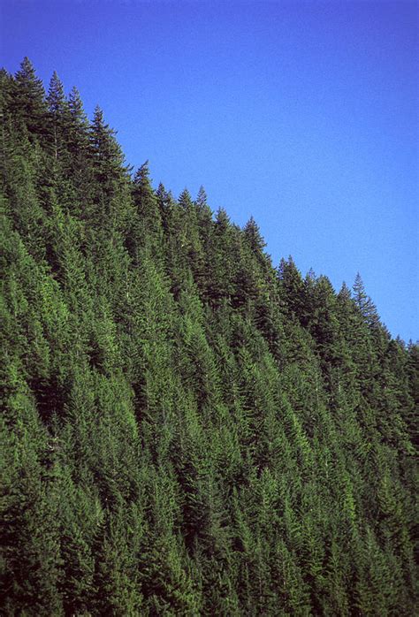 douglas fir forest british columbia canada photograph  kaj  svensson