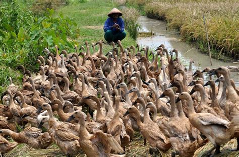 ternak bebek petelur sukses kandang bibit pakan pemanenan telur