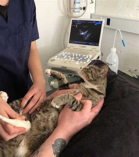 Cat Finds Out She’s Pregnant — And Her Reaction Is Priceless
