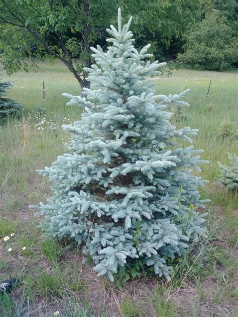 blue spruce pine rmarijuanaenthusiasts