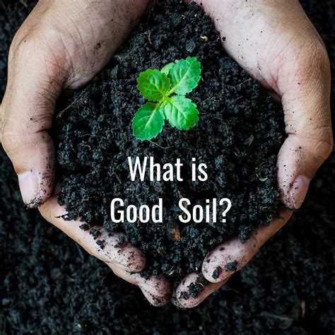 importance  good soil   healthy garden fairgreen sod farms
