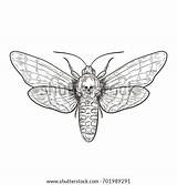 Moth Death Tattoo Template Head Hawk Vector Pic sketch template