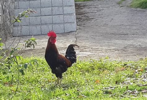 photo   day rooster pose dominica news