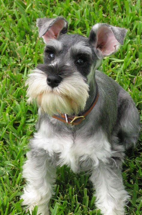 schnauzer  latest pictures wallpapers images