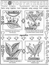 Photosynthesis Equation Experiments sketch template