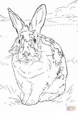Kaninchen Lapin Ausmalbild Environnement Naturel Nero Grassland Hasen Weisses Coniglio Disegno Imprimé Print Kategorien sketch template
