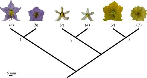 Recurrent Modification Of Floral Morphology In Heterantherous Solanum