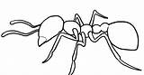 Learnaboutnature Ants sketch template
