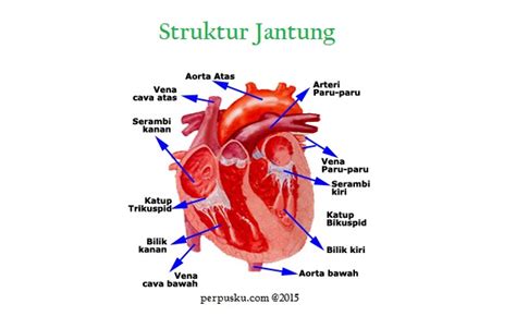 top gambar jantung manusia