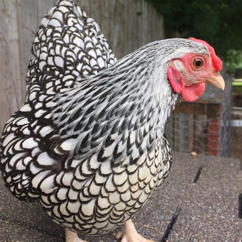 silver laced wyandotte bantam show quality backyard chickens learn   raise chickens