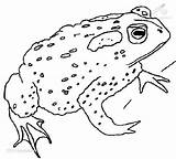 Toad Coloring Pages Printable Color Getcolorings Print sketch template