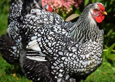 A Black And White Chicken Standing On Top Of A Green Grass Covered