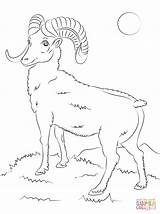 Sheep Coloring Bighorn Mountain Pages Printable Drawing sketch template