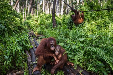 nurturing orangutans left orphaned and homeless by blazes the new