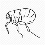 Flea Drawing Icon Bug Insect Tick Siphonaptera Getdrawings sketch template