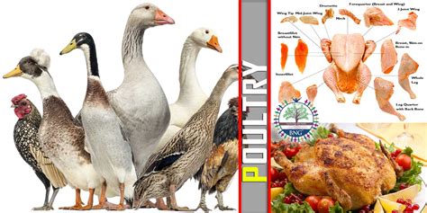 poultry types cooking bng hotel management kolkata