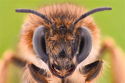 bee  exploring bee vision swf bees