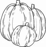 Pumpkins Calabazas Calabaza Huerto sketch template