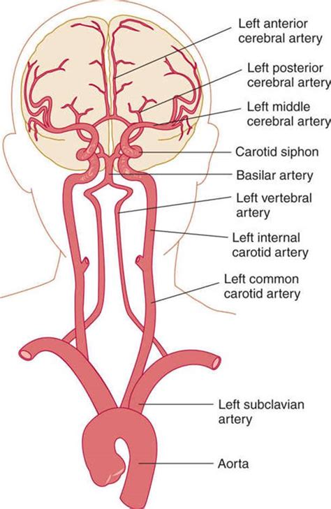 vascular supply   brain clinical neuroanatomy  ed