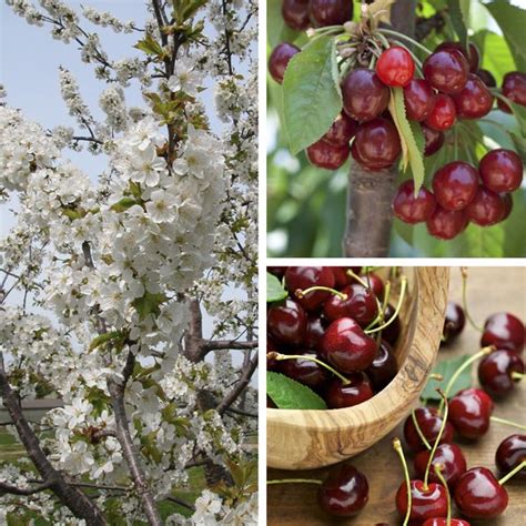 sweet cherry cherry prunus avium my garden life