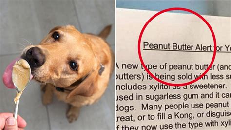 dog die  eating peanuts