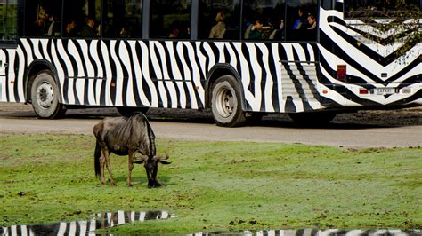 verdachte  beeld van brandstichting safaripark beekse bergen rtl nieuws